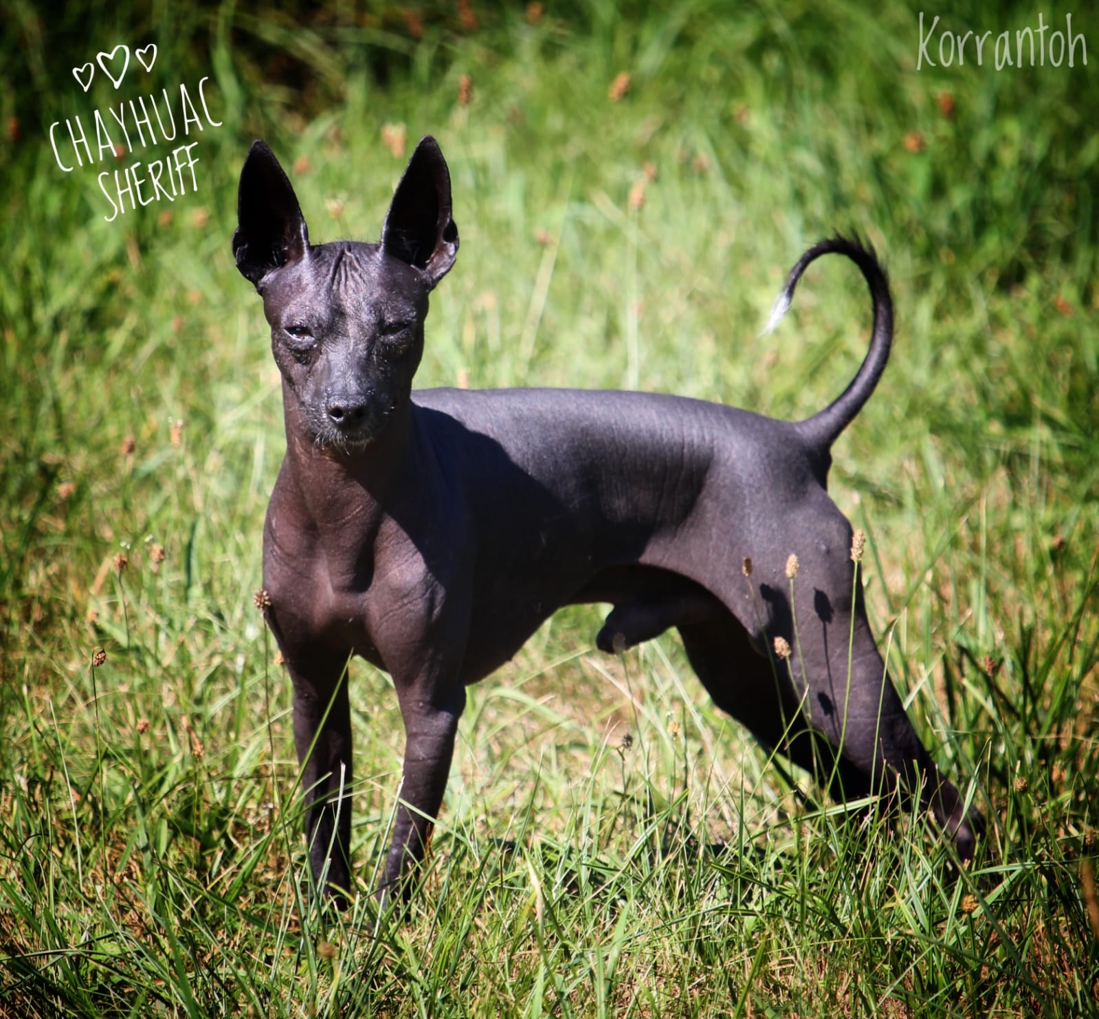 Peruwiański Pies bezwłosy - OSTATNI WOLNY PIES - 6