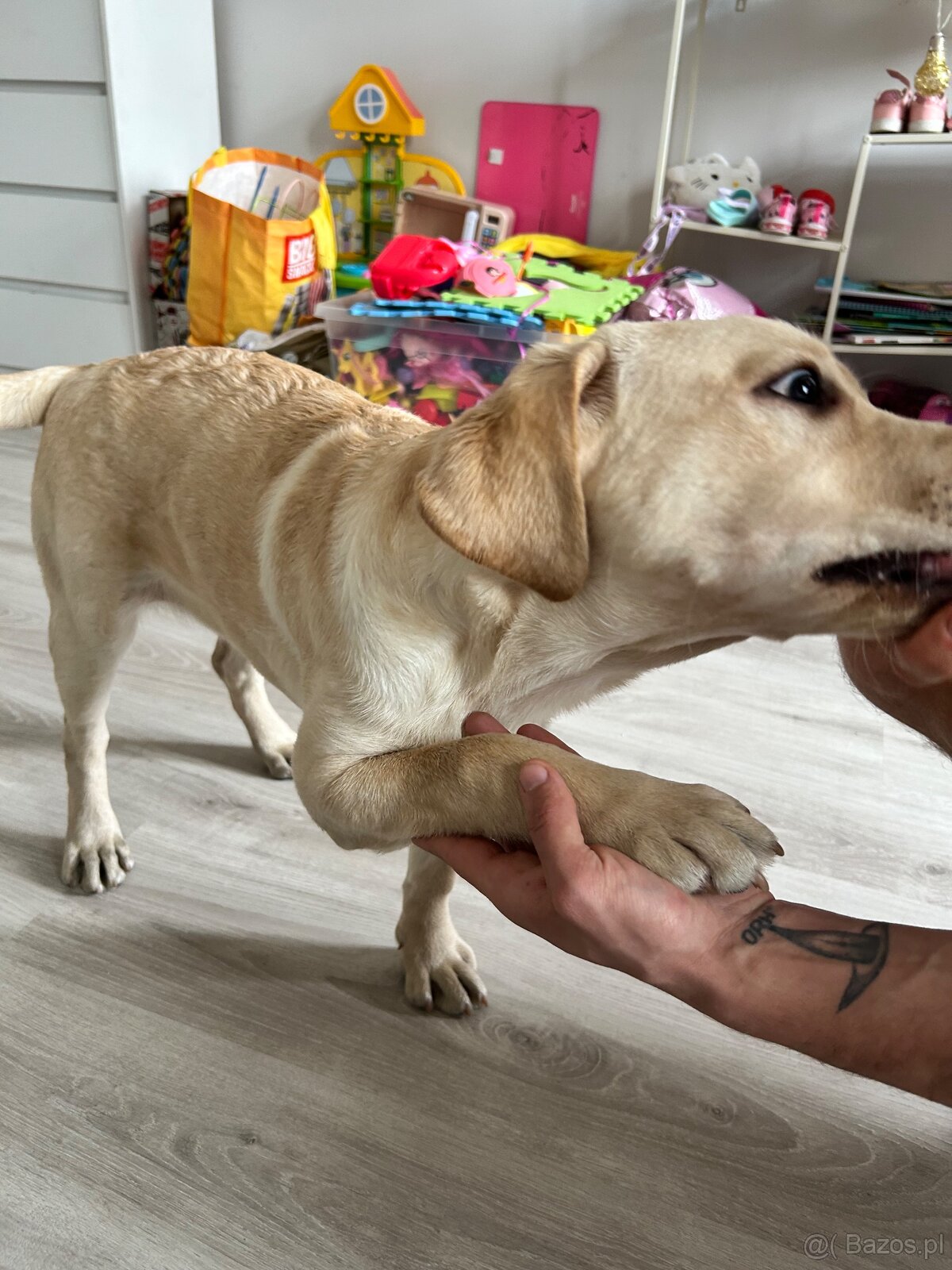 Sprzedam labladora suczkę - 6