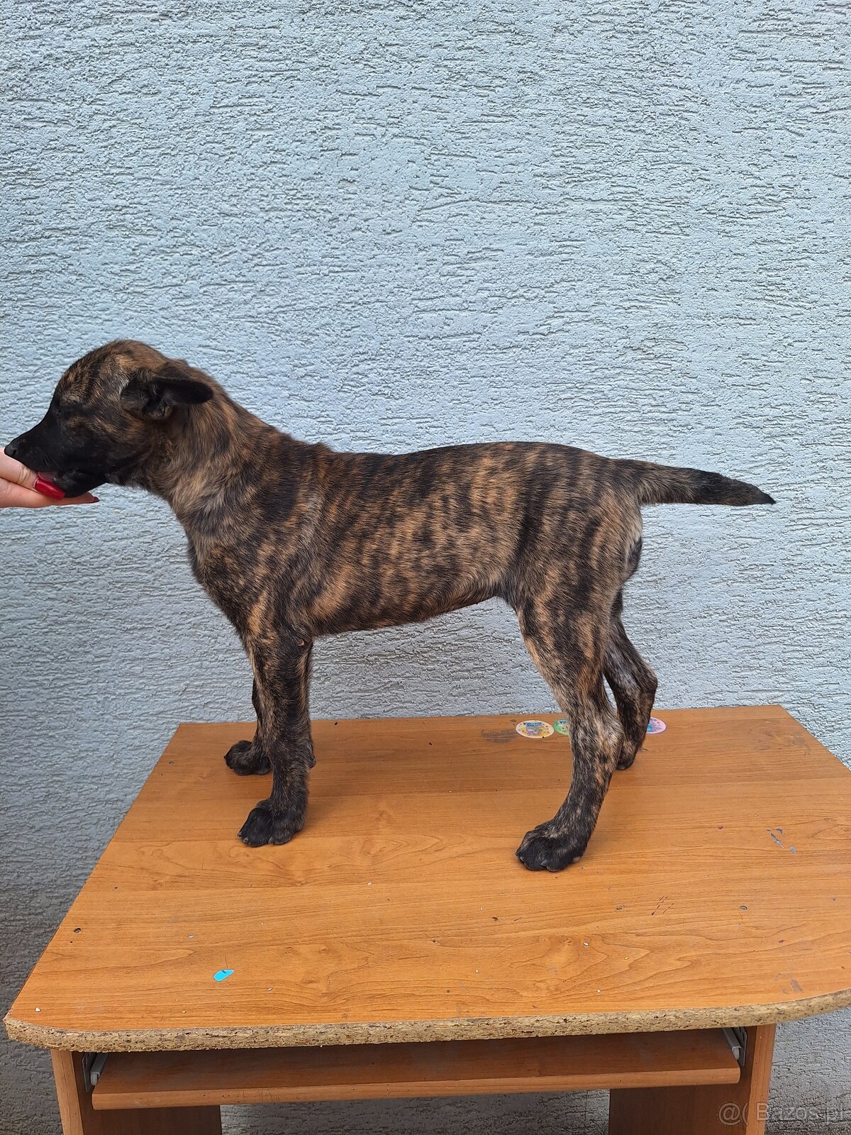 owczarek holenderski. - 6