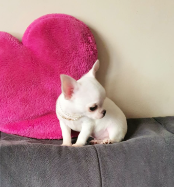 Chihuahua śliczne białe pieski - 6