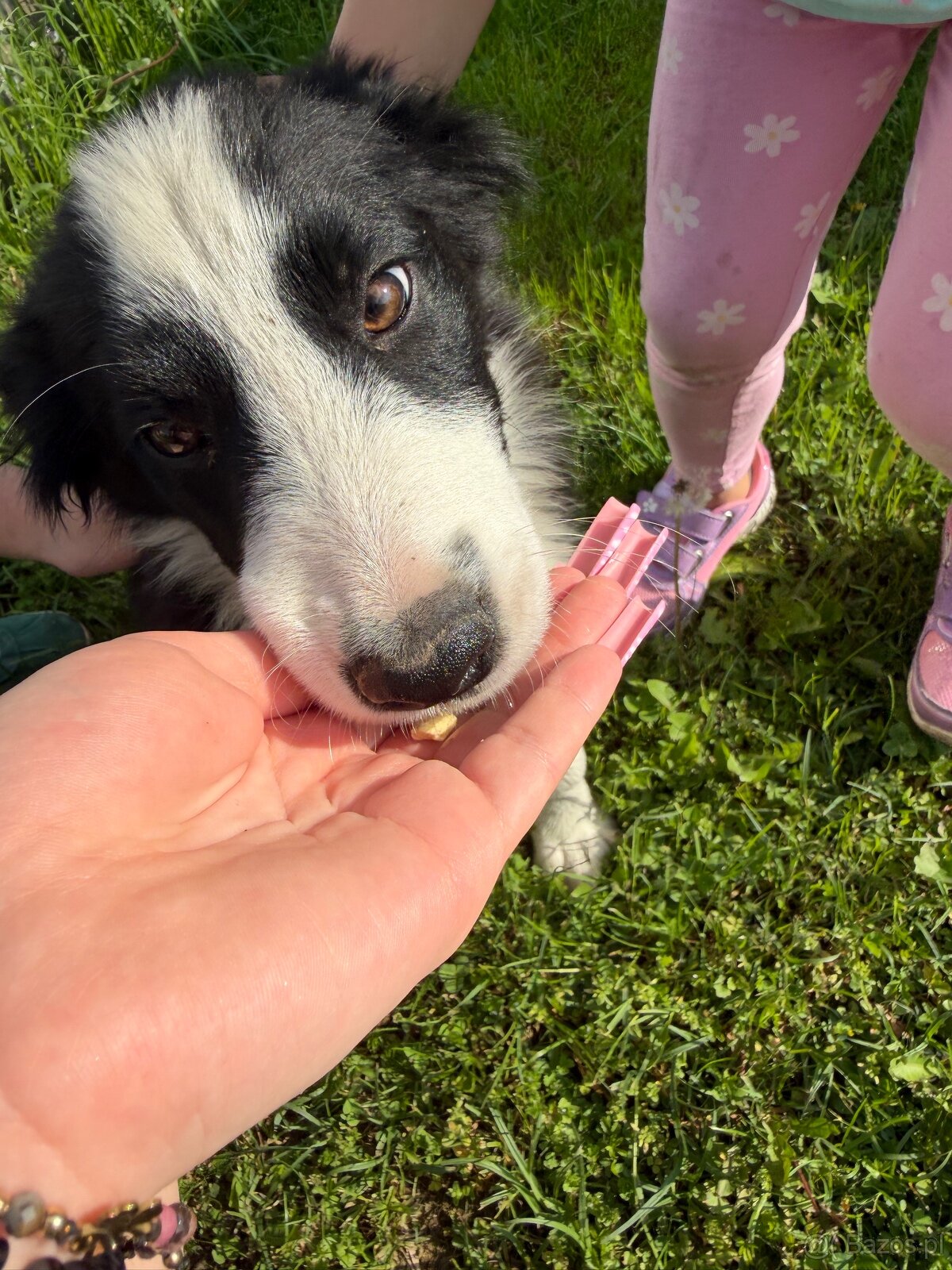 Piesek Border Collie - 6