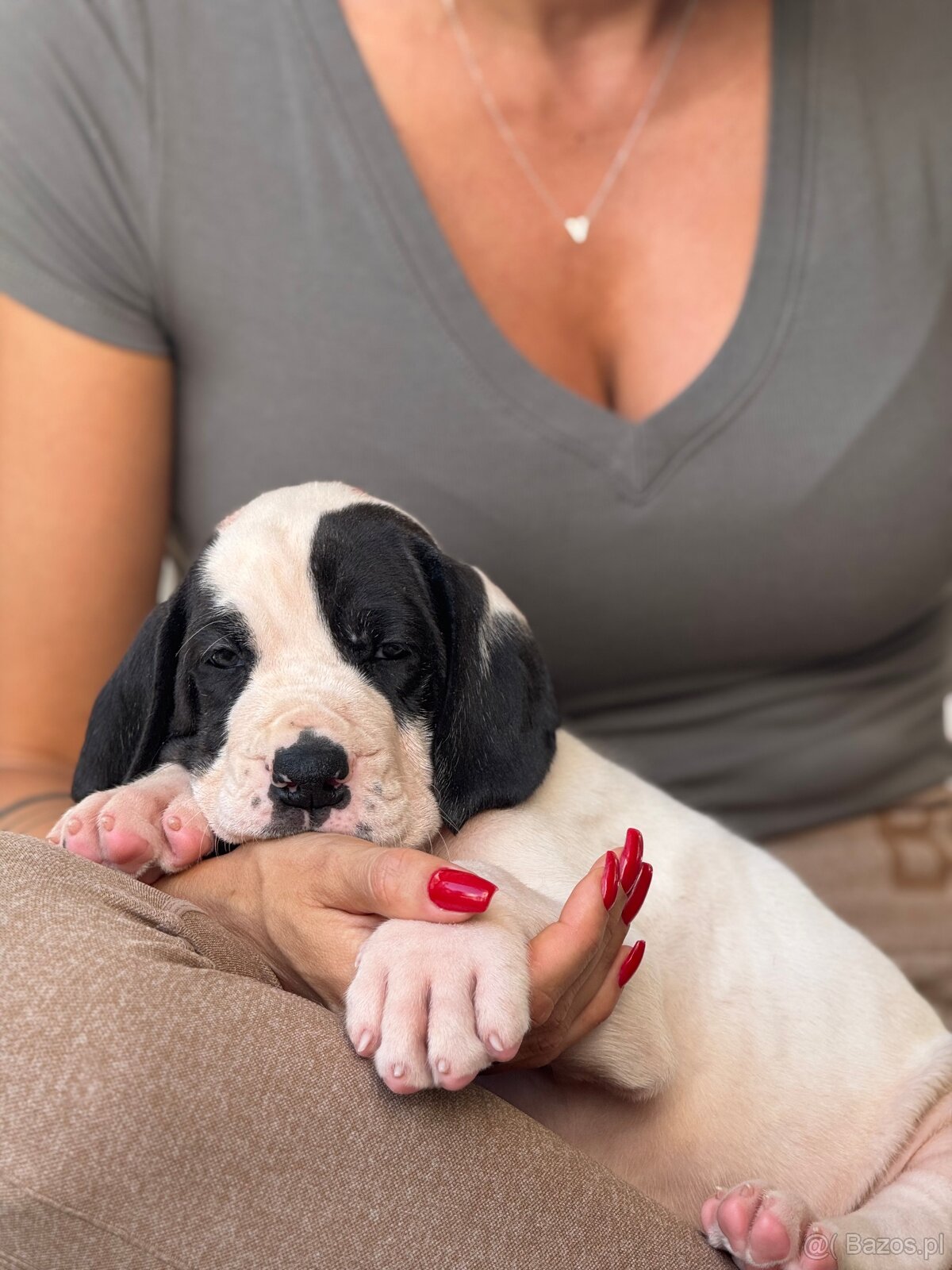 Szczenięta doga niemieckiego, dog niemiecki - 6