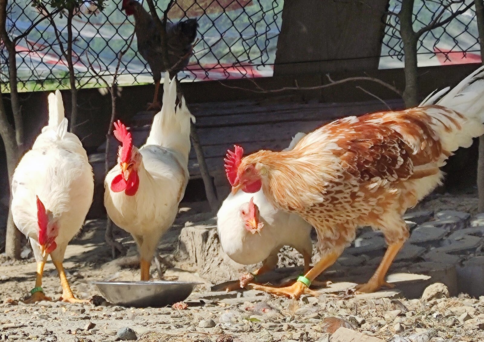 Kurczęta - Kurka Włoszka - Czystej Krwi - Różnobarwne Kury - 6