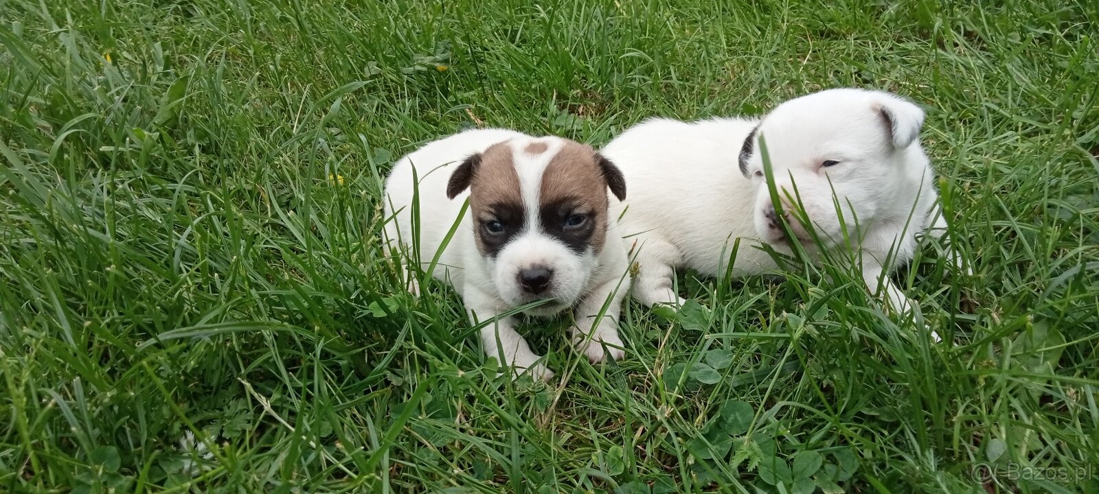 Jack Russell terrier - 6