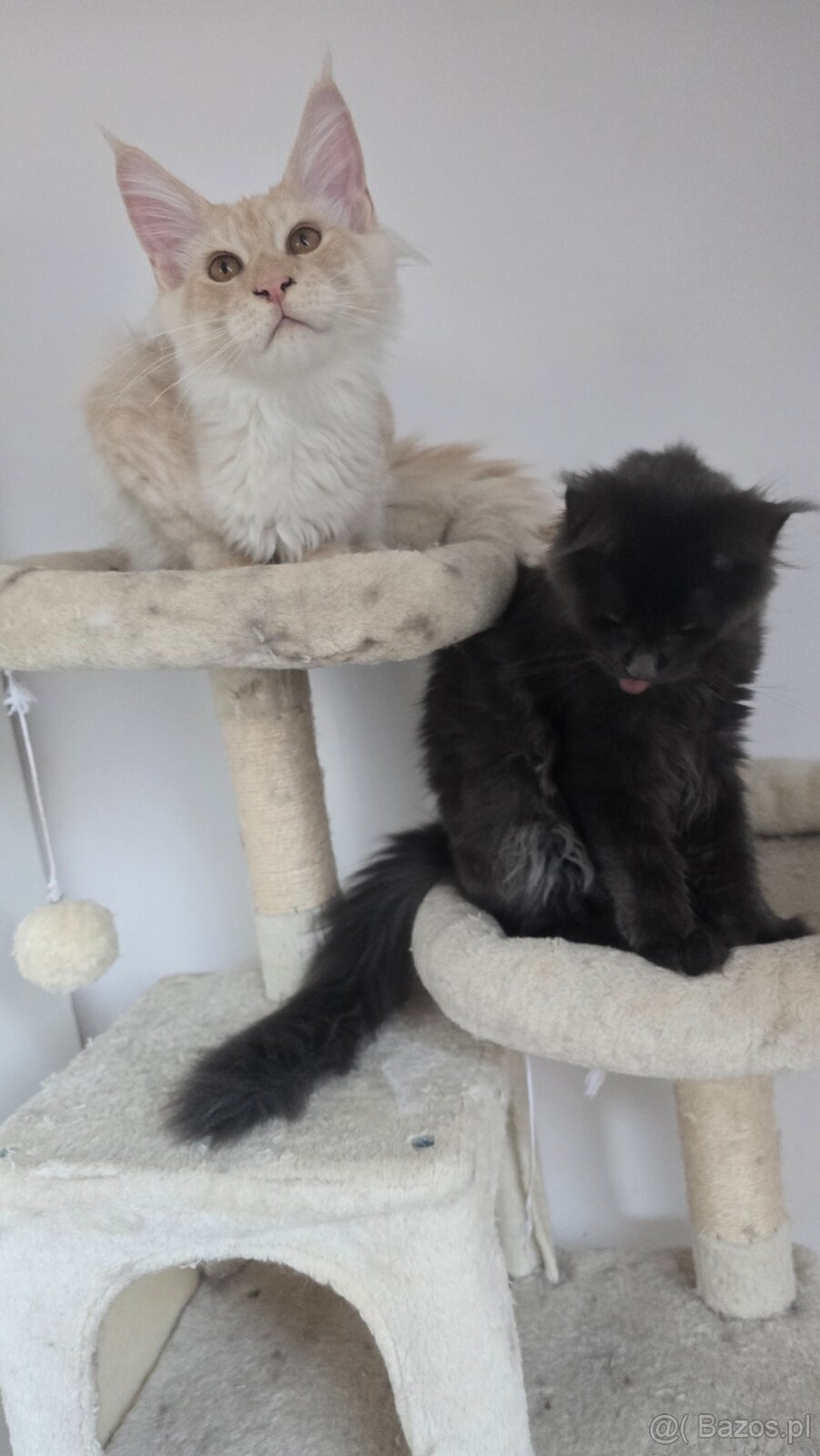 Maine coon - 6