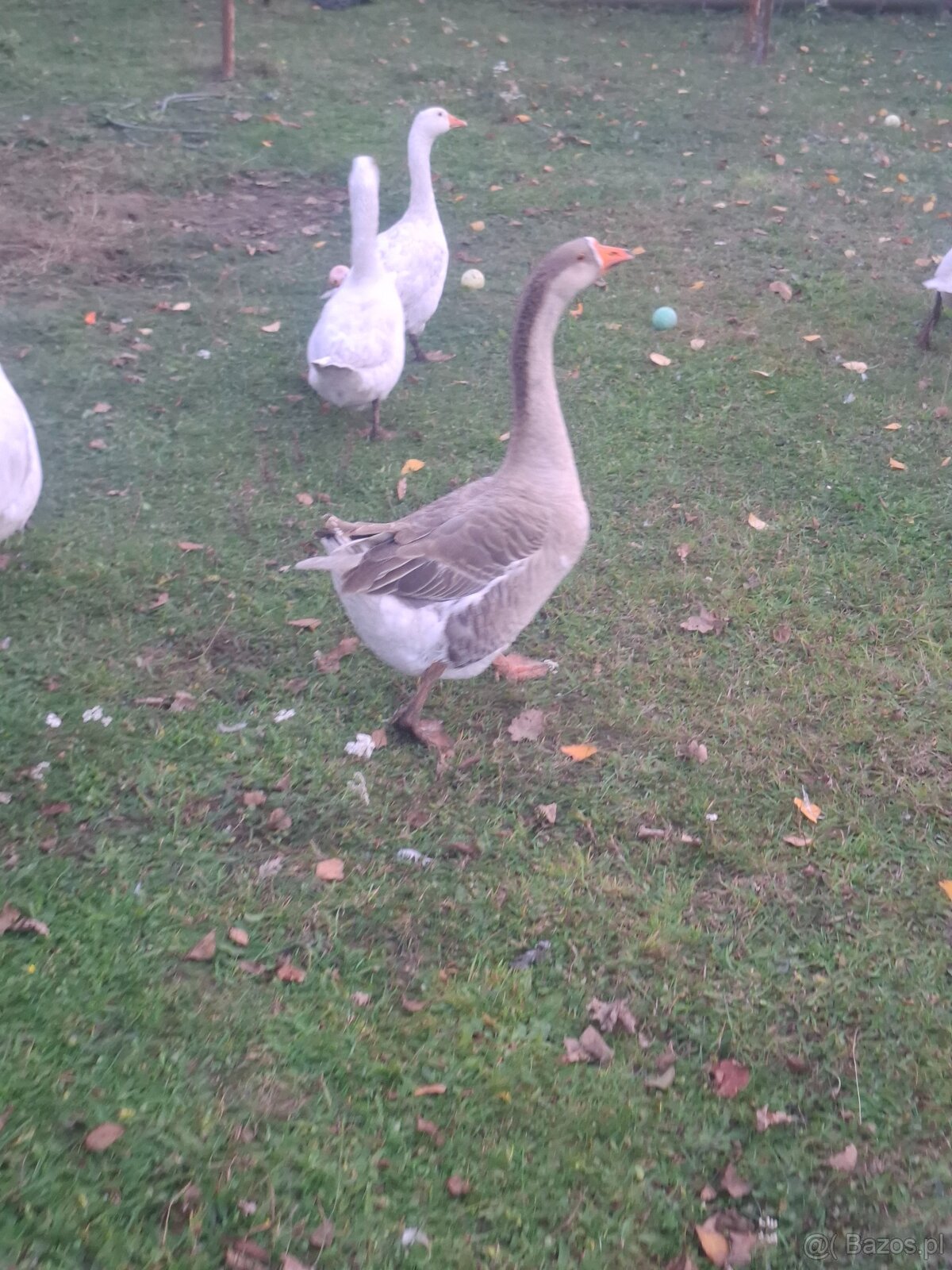 Gęsi - 6
