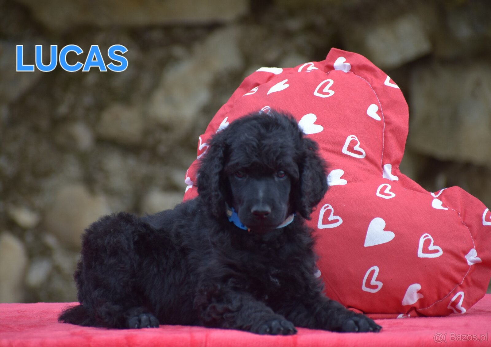 Poodle standard black - 6