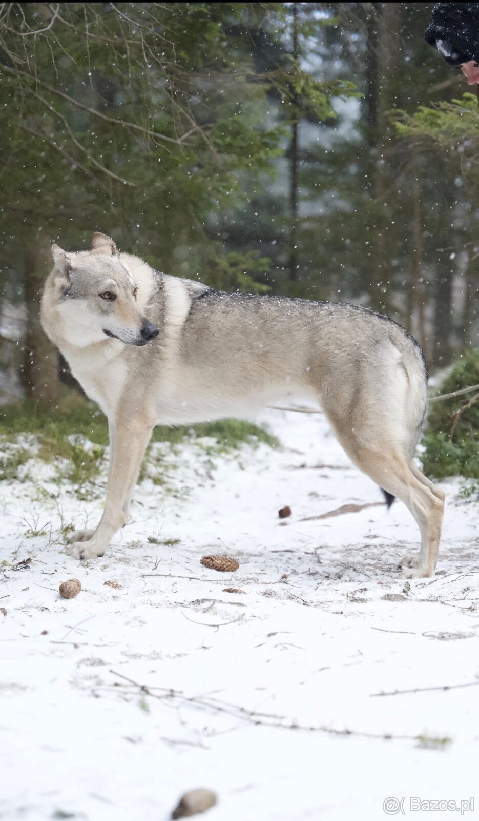 Czechosłowacki wilczak - 6