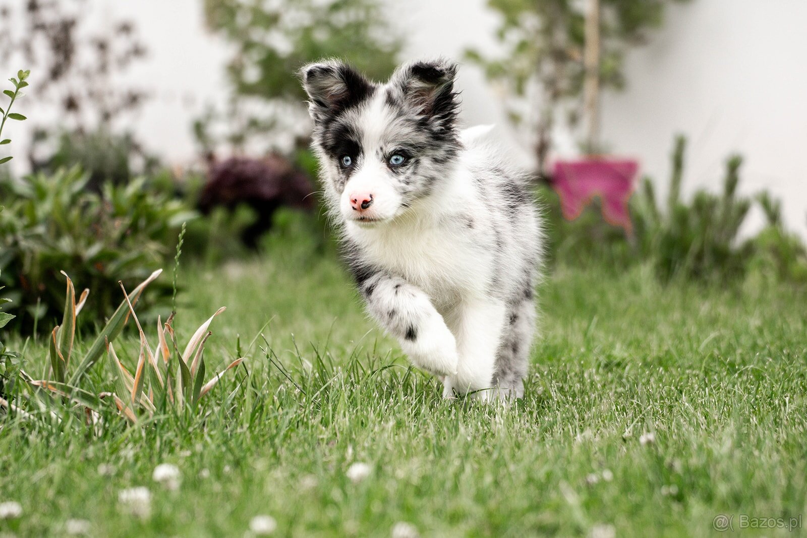 Border Collie szczenię piesek merle ZKwP FCI z metryki gotow - 6