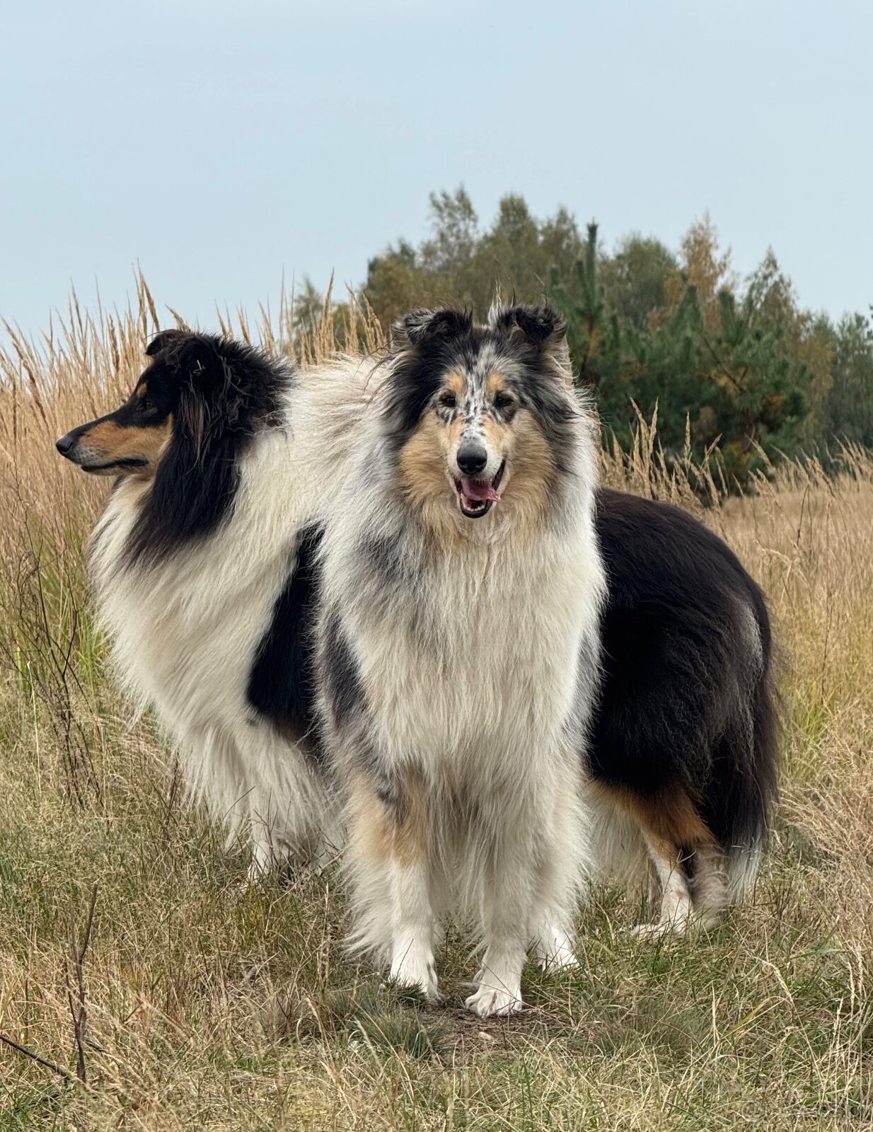 Owczarek Szkocki Długowłosy - 6