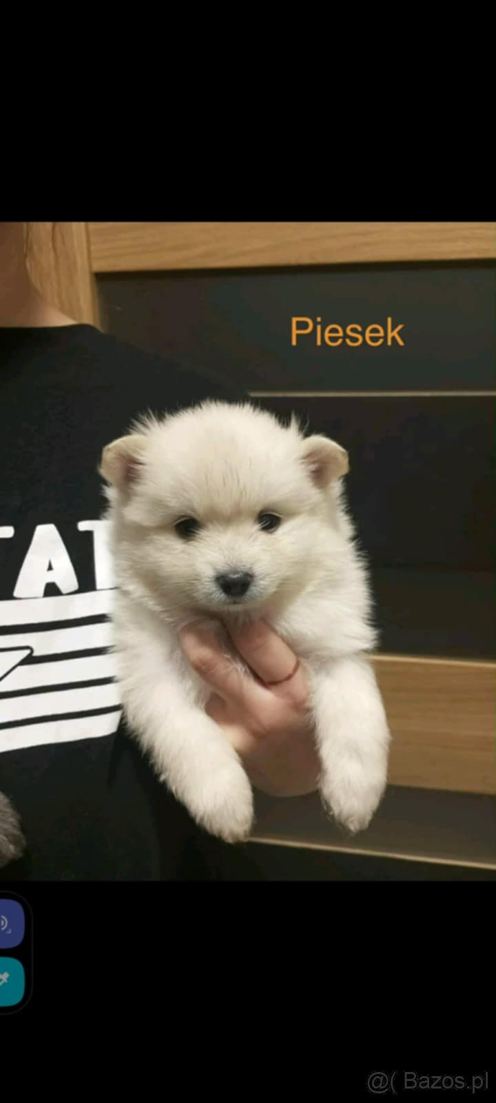 Szpice miniaturowe - 6