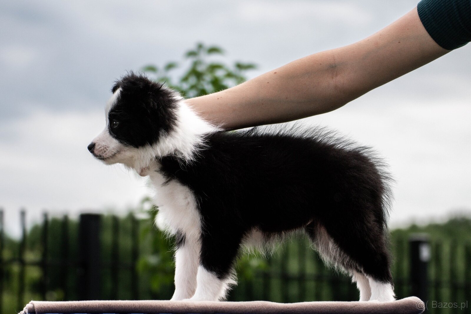 Border collie suczka czarno-biała ZKwP FCI z metryki szczeni - 6