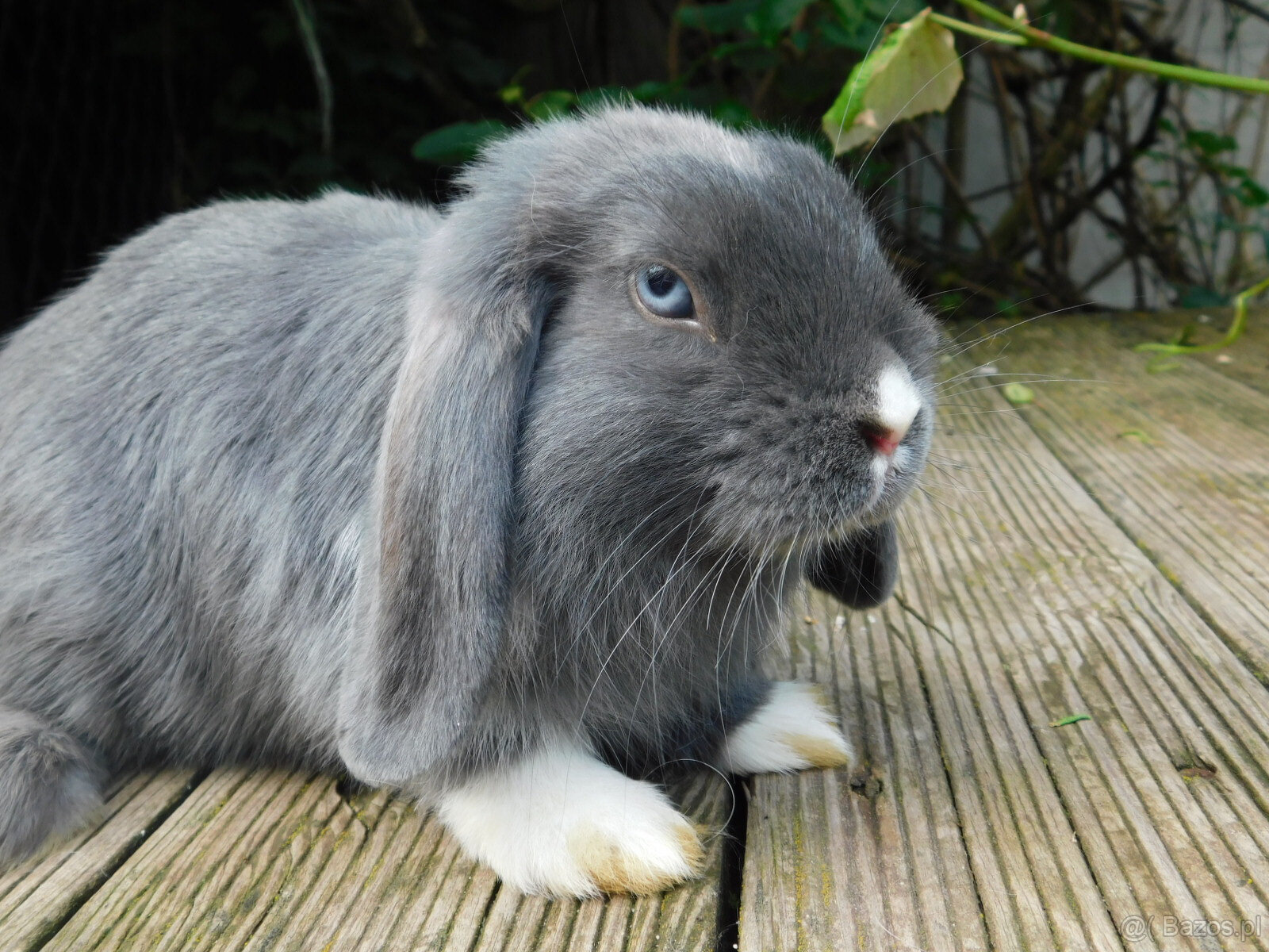 Niebieskie baranki mini lop - 6