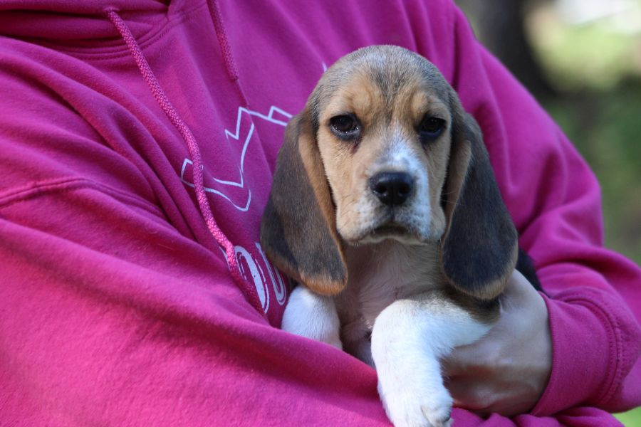Beagle - szczeniaczki ZKwP po Championie PL. - 6