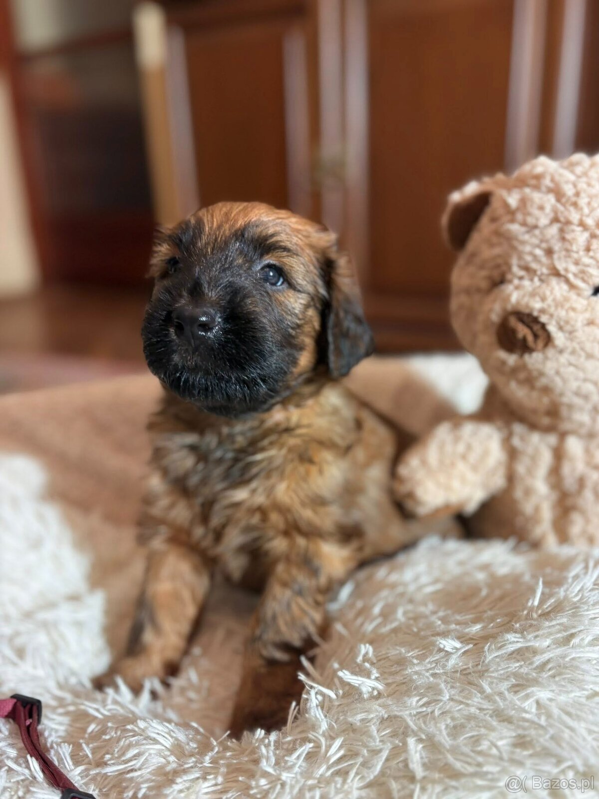 Briard szczeniak suczki - 6