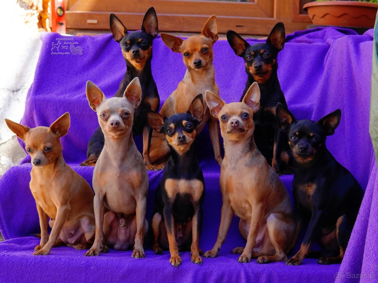 Rosyjski toy FCI - 6