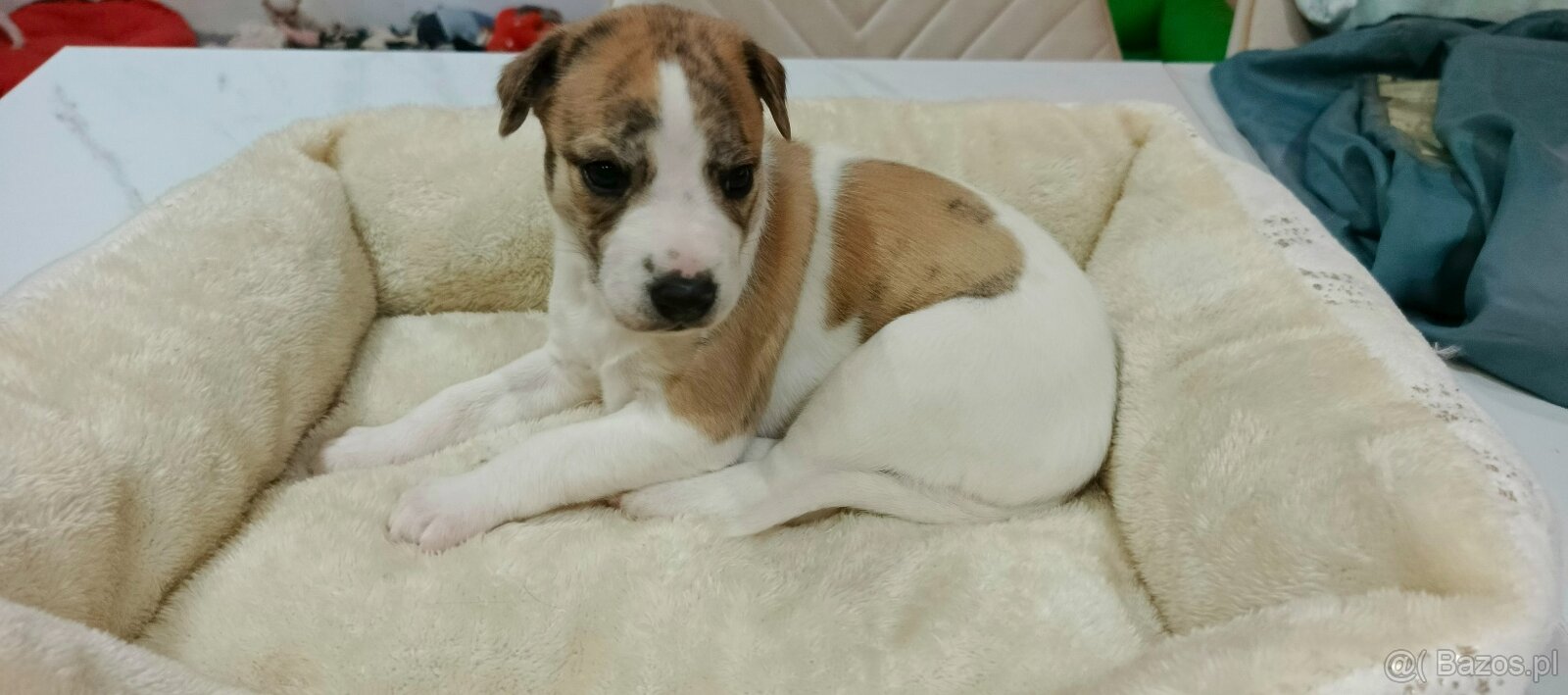 Whippet szczenieta - 6