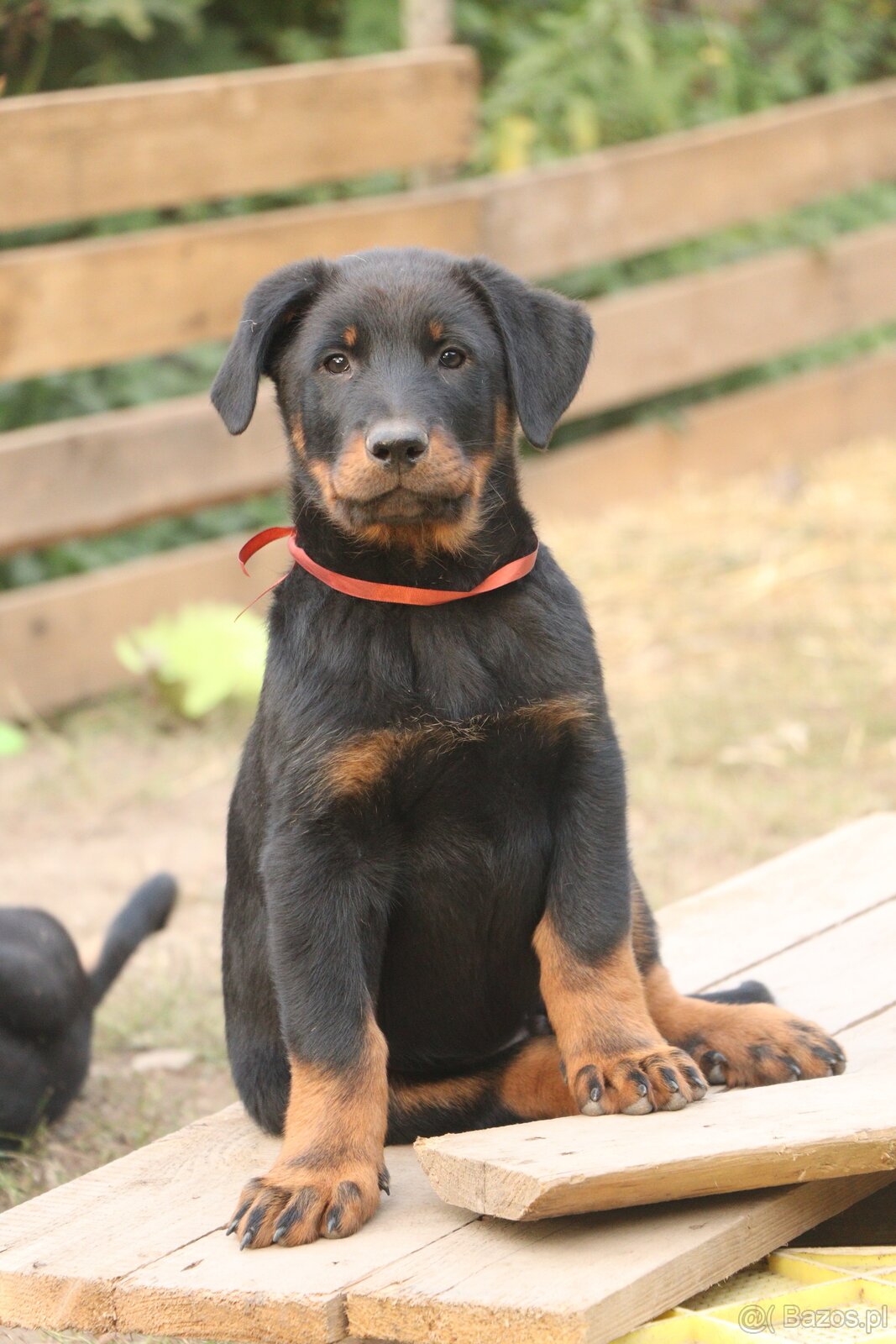 Beauceron z rodowodem FCI - 6