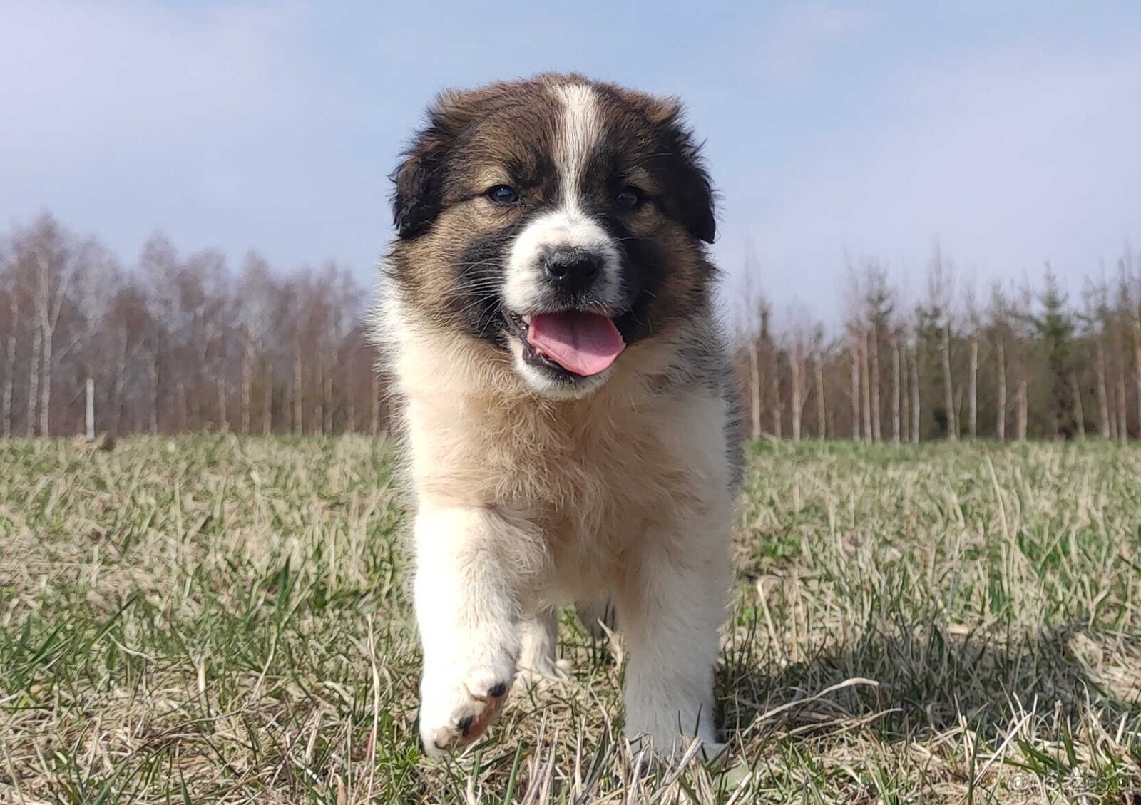 Border Collie maści Sabble / Sobol , Pies z pełną dok. - 6