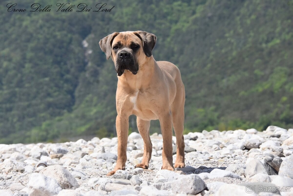 Cane Corso z rodowodem FCI - 6