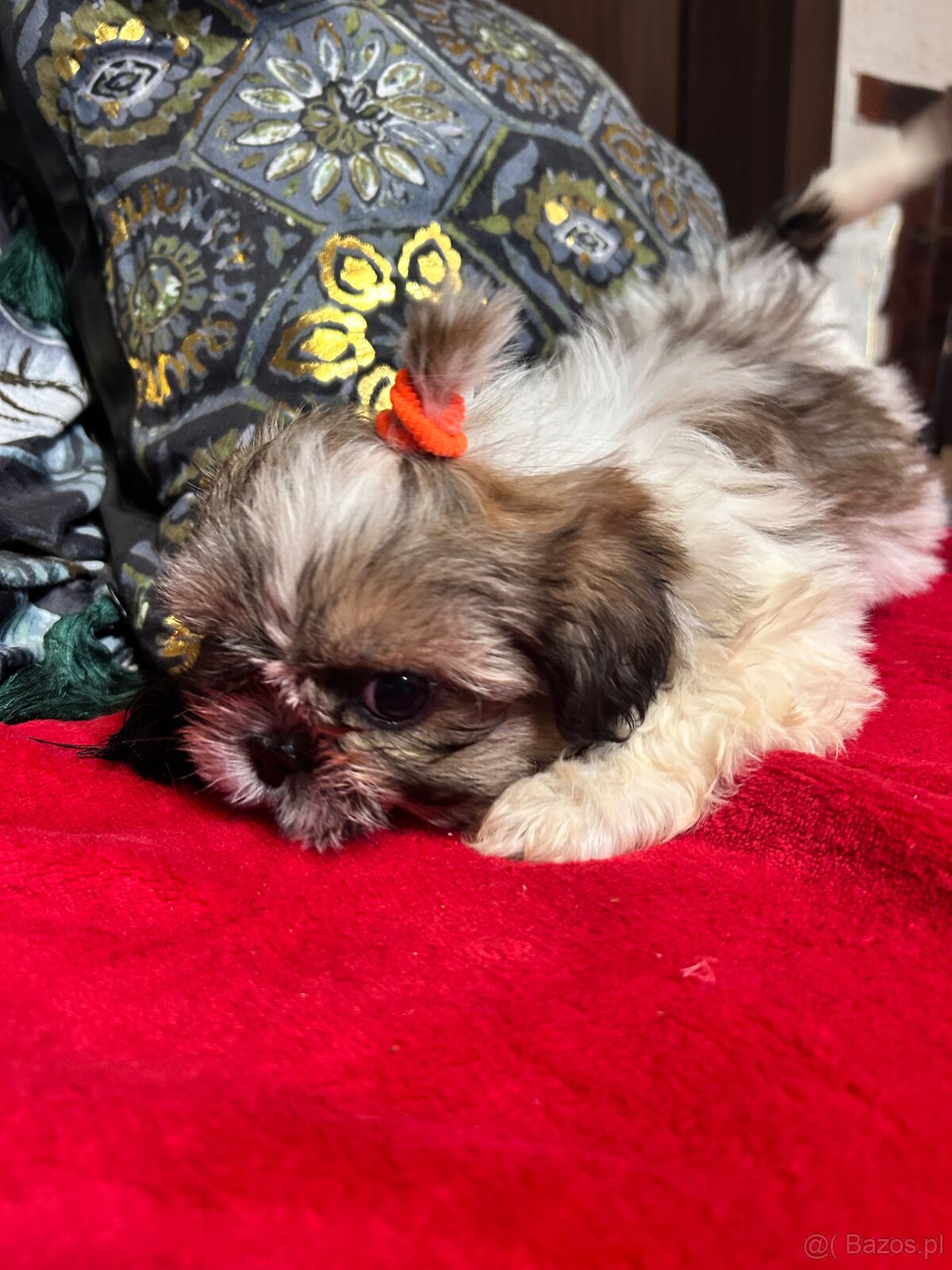 Szczeniaczki Shih Tzu - 6