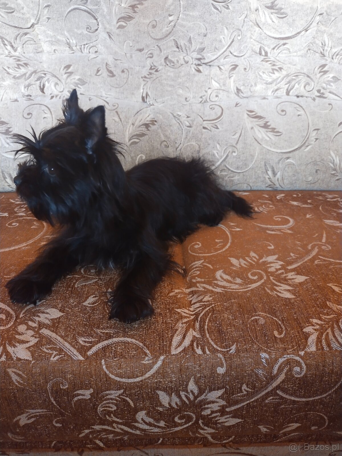 Yorkshire Terrier Black - 6