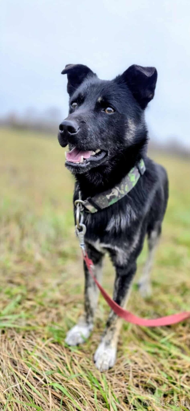 Leon, nieduży młody psiak szuka domu pies psy - 6