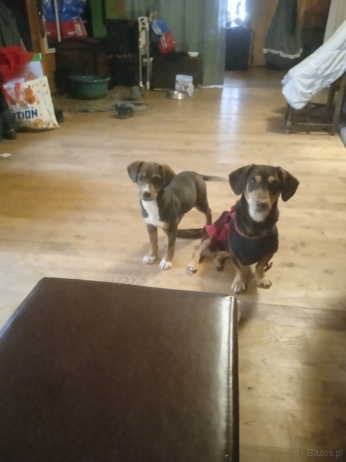 Oddam w dobre rece - 6