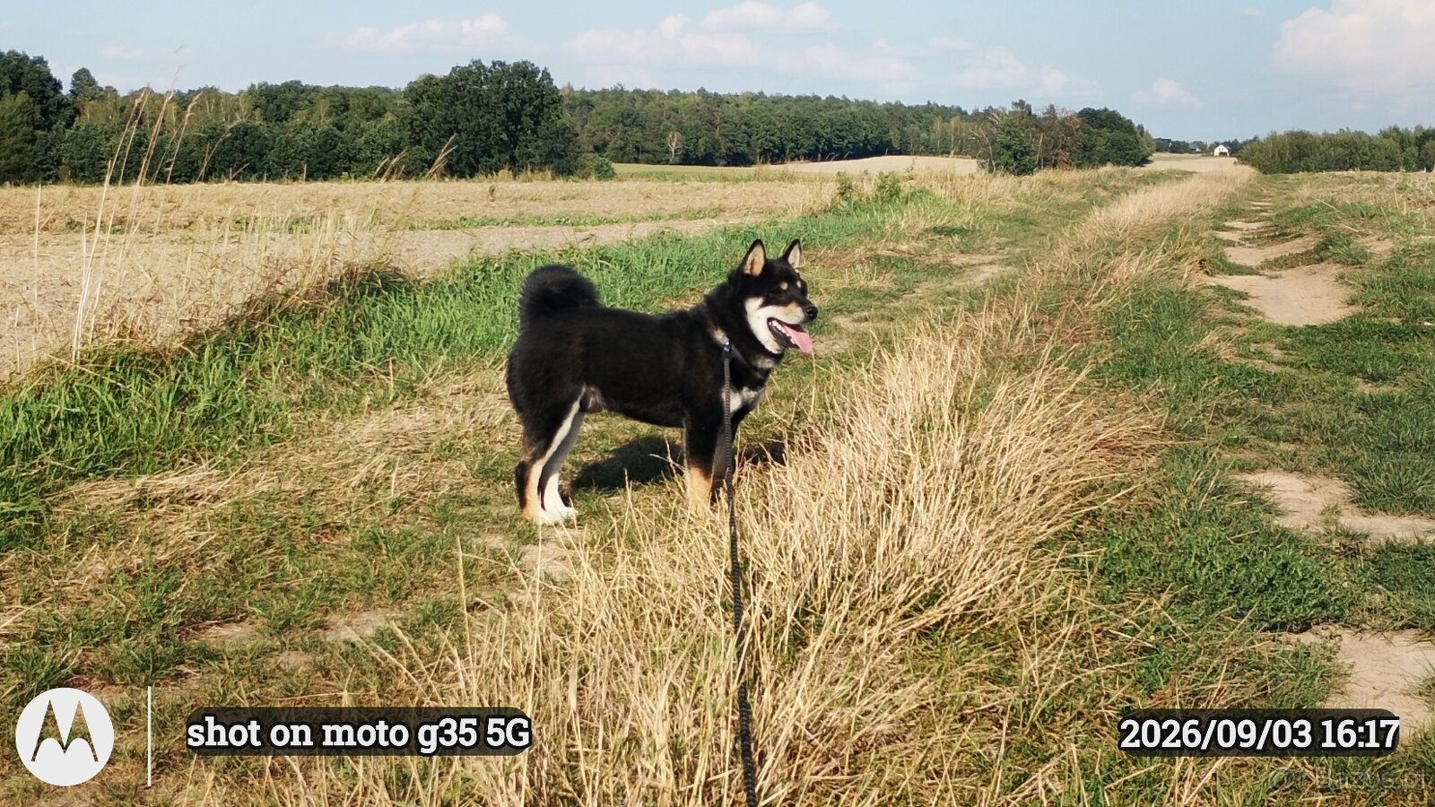 SHIBA INU czteromiesięczny szczeniaczek - 6