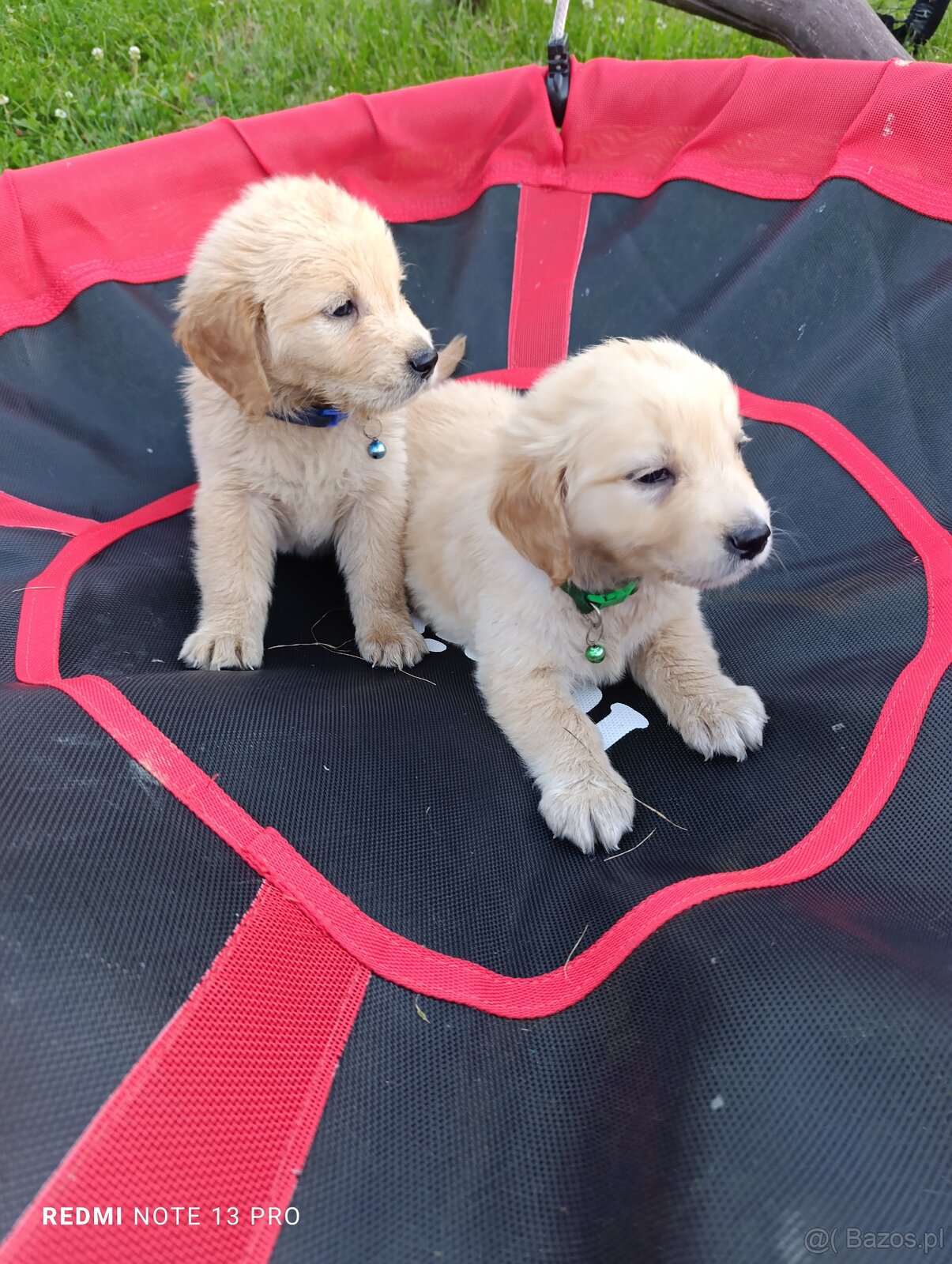 Golden retriever - 6