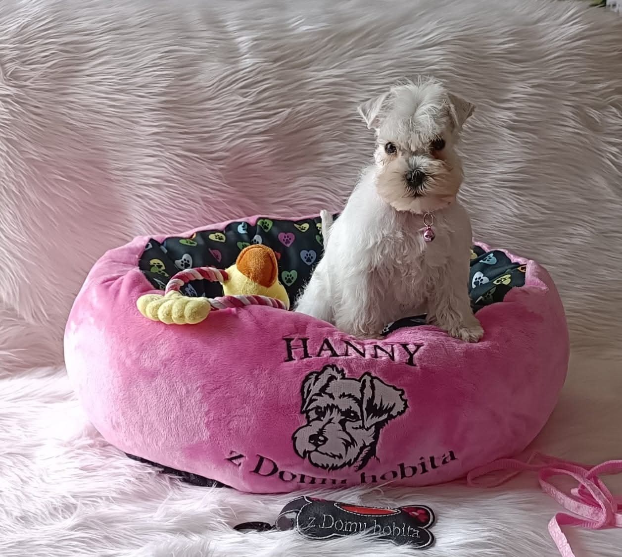 Schnauzer miniatúrne white - 6