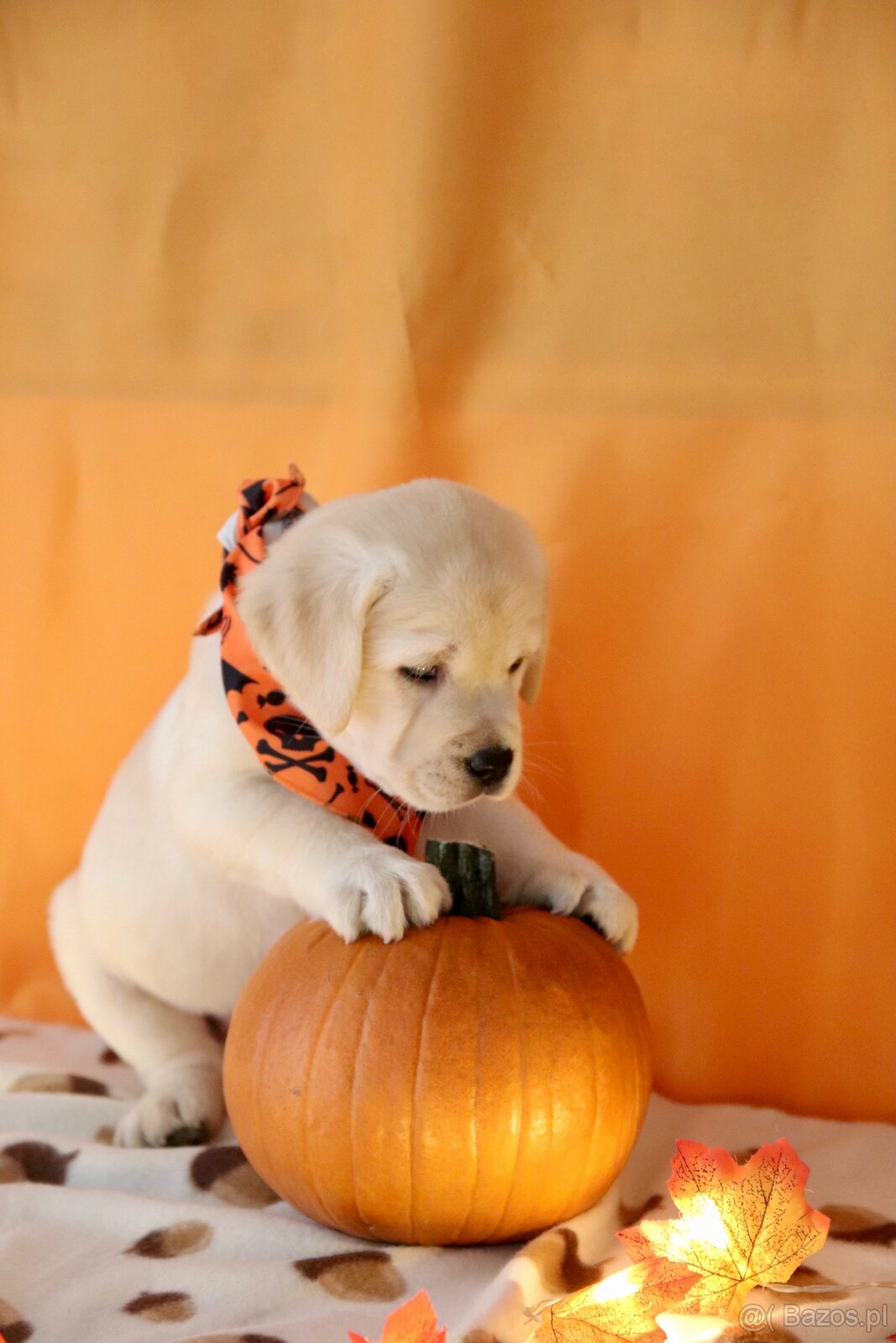 Szczenięta Labrador retriever - 6