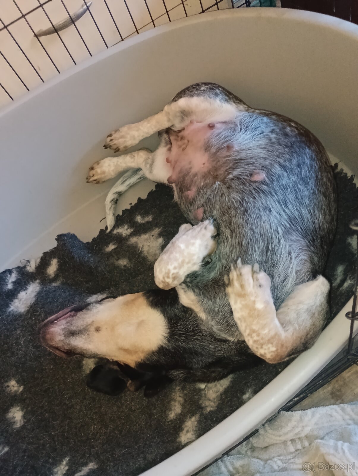 Niebieski basset gaskoński - 6