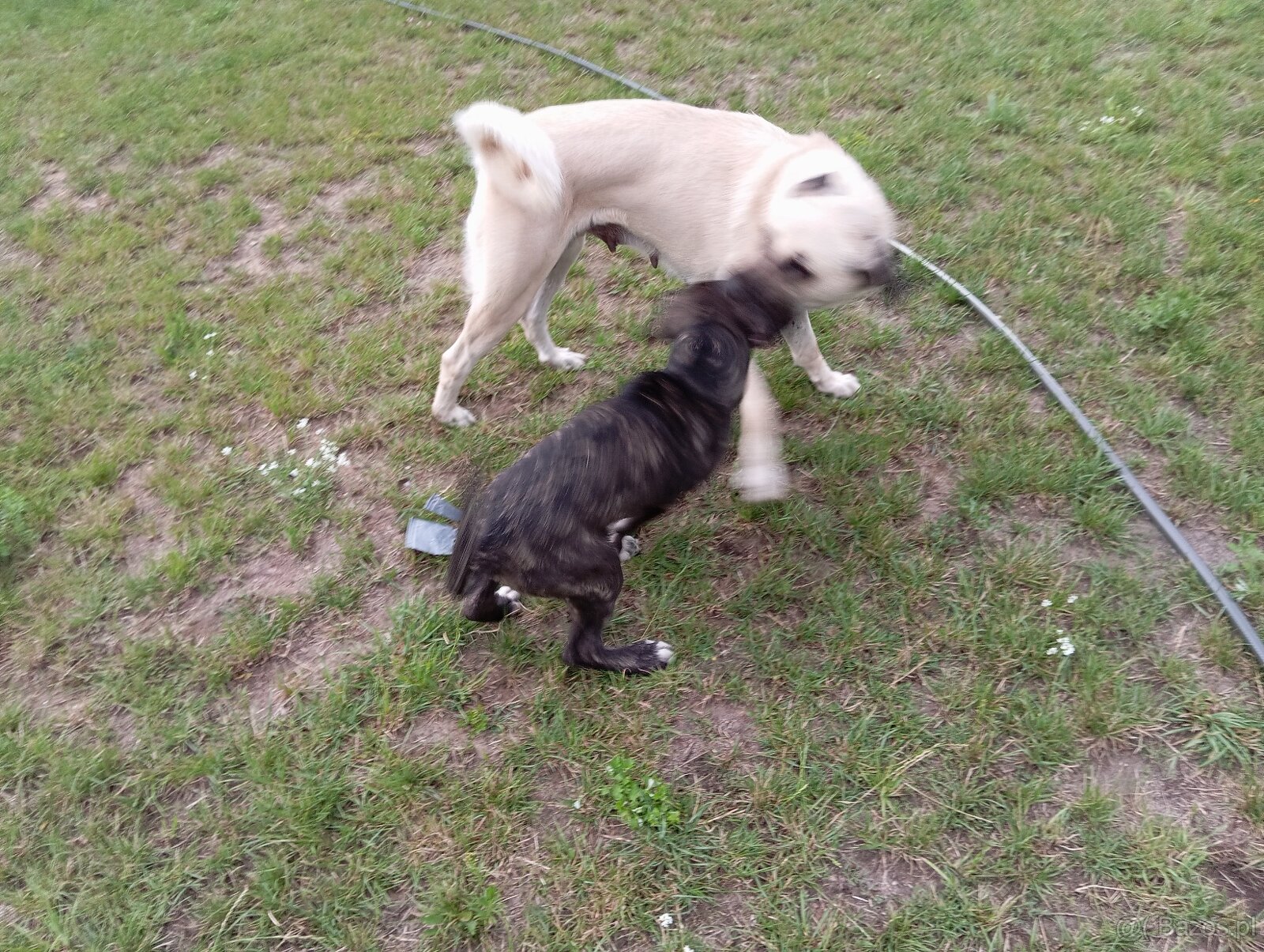 Bandog,kangal,Dog argentyński - 6
