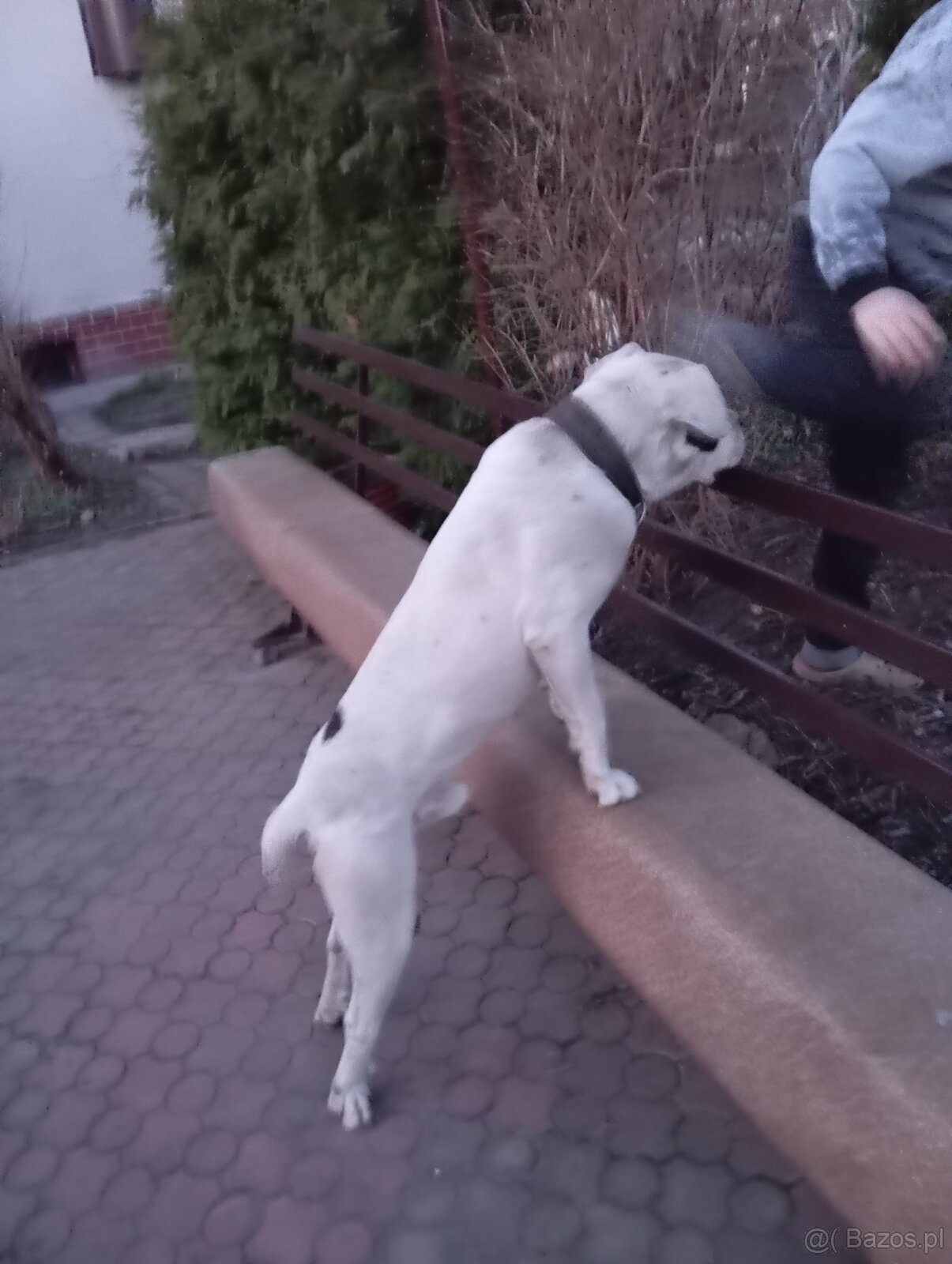 Bandog,kangal,Dog argentyński - 6