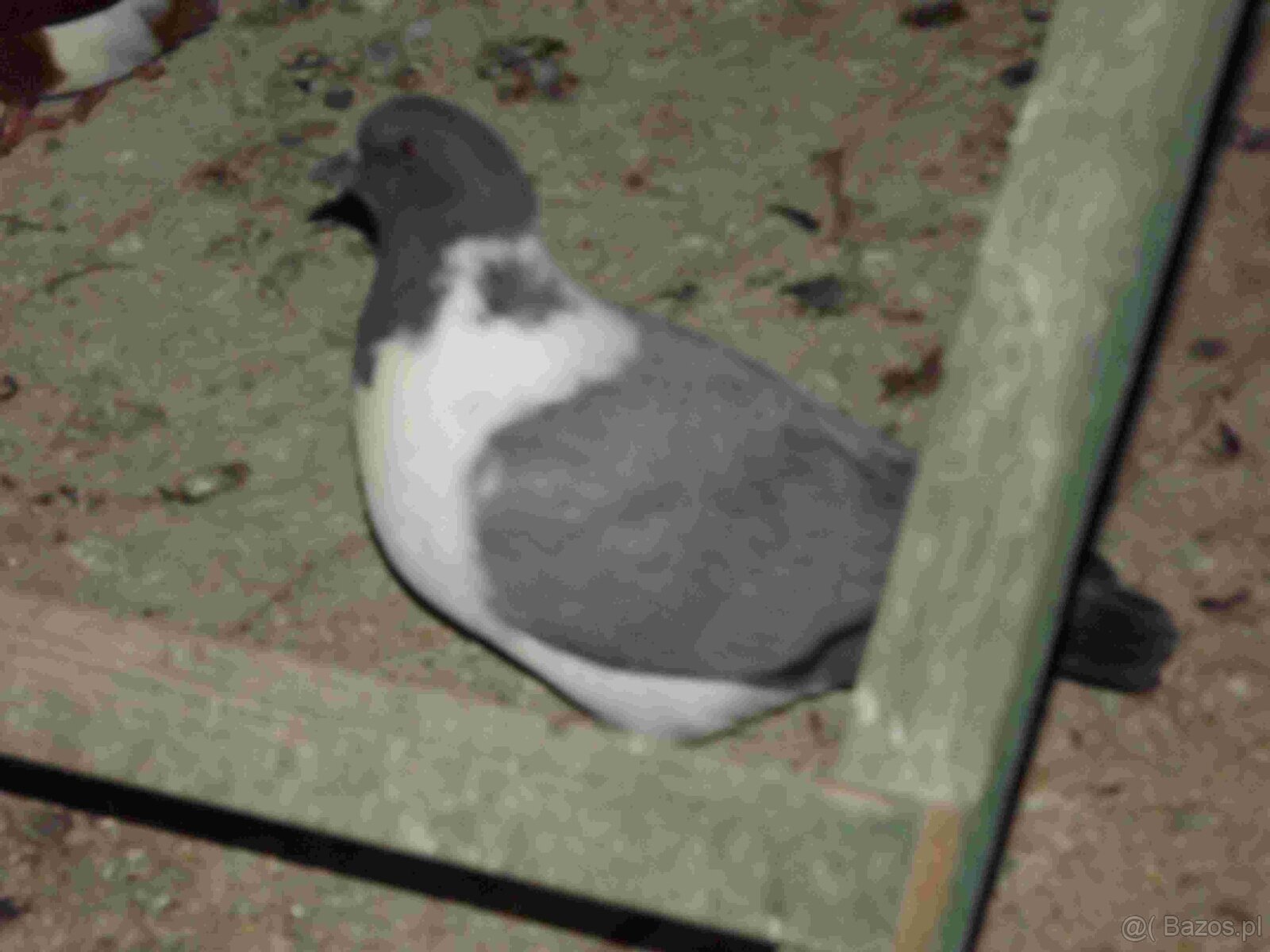 sprzedam gołębie - 6