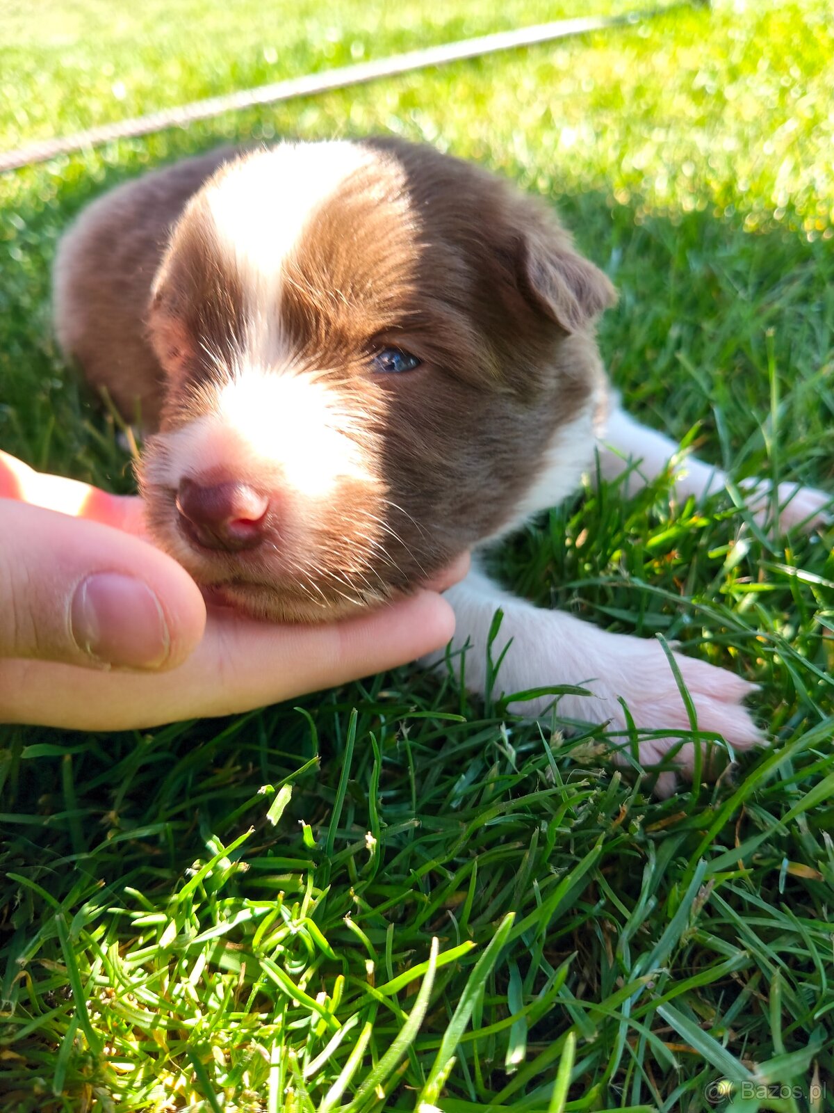 Szczenięta Border Collie ZKwP FCI - 6