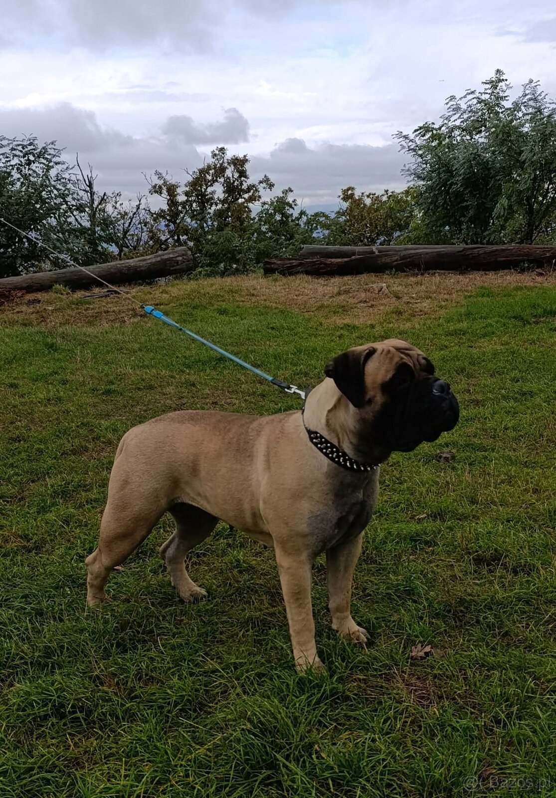 Bulmastif/ Bullmastiff s PP - 6