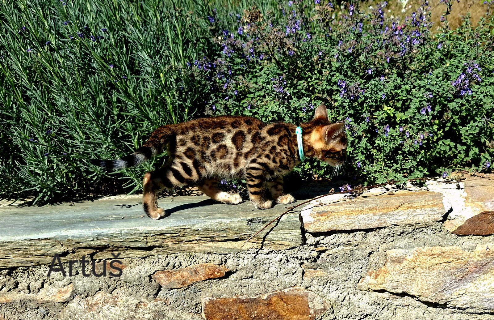 OUR BENGAL KITTENS WITH PEDIGREE CERTIFICATES - 6