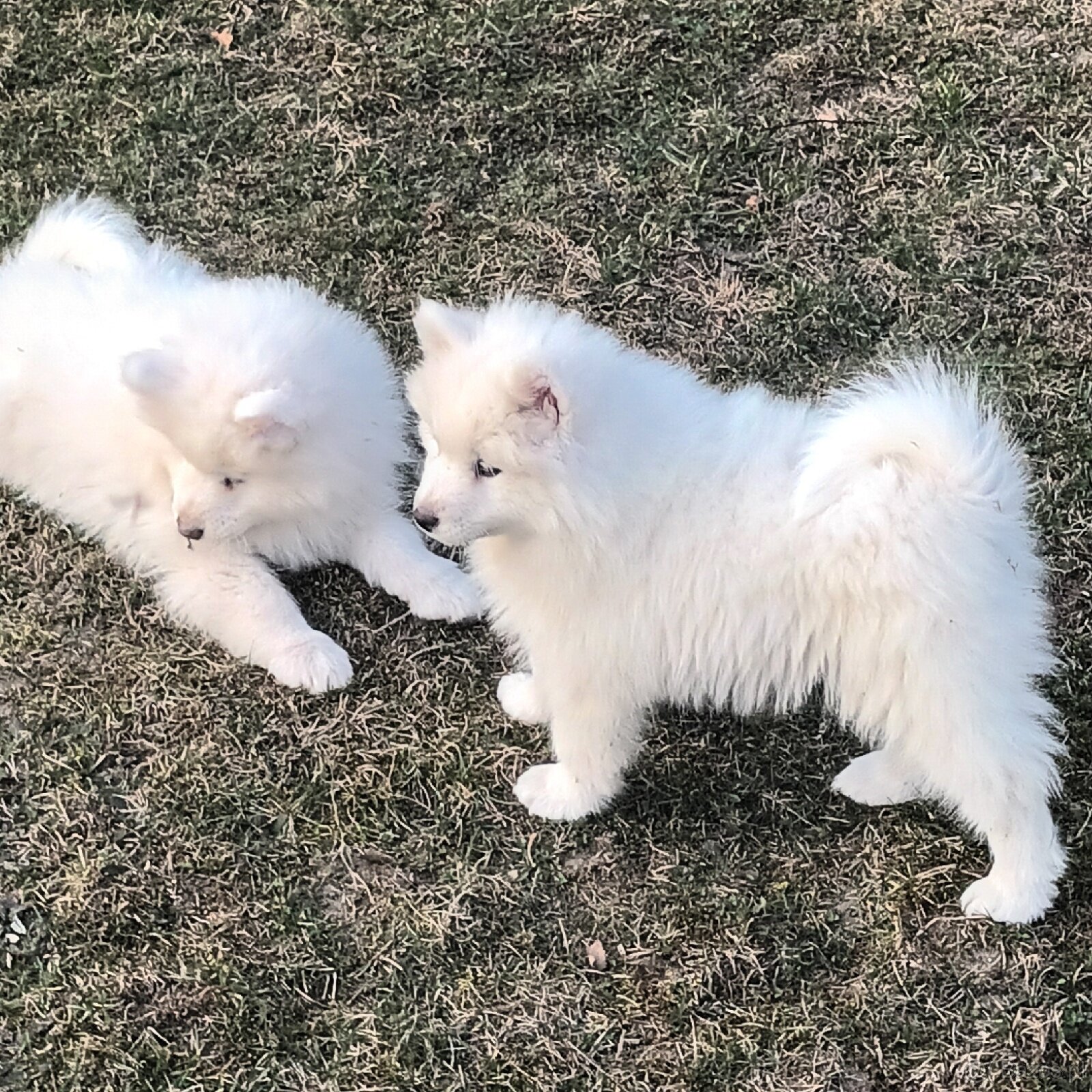 SAMOJED szczenięta - 6