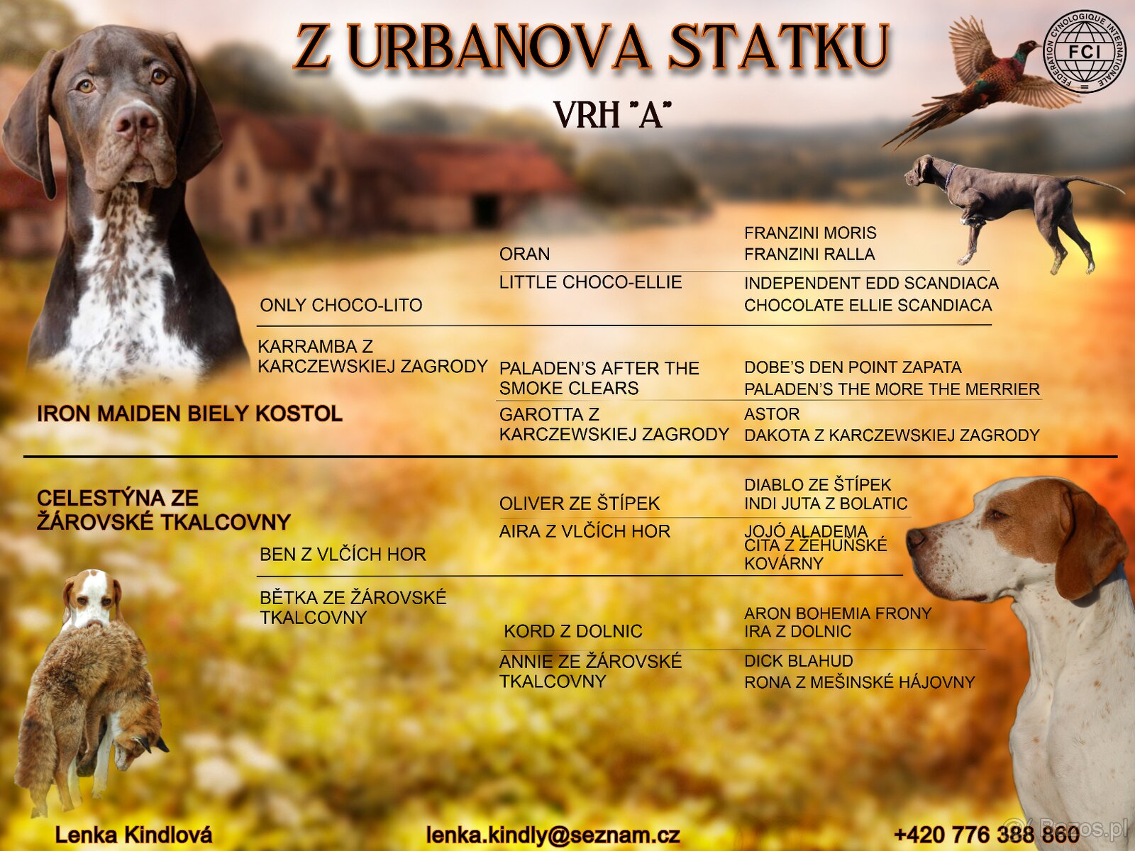 Pointer / English pointer - 6