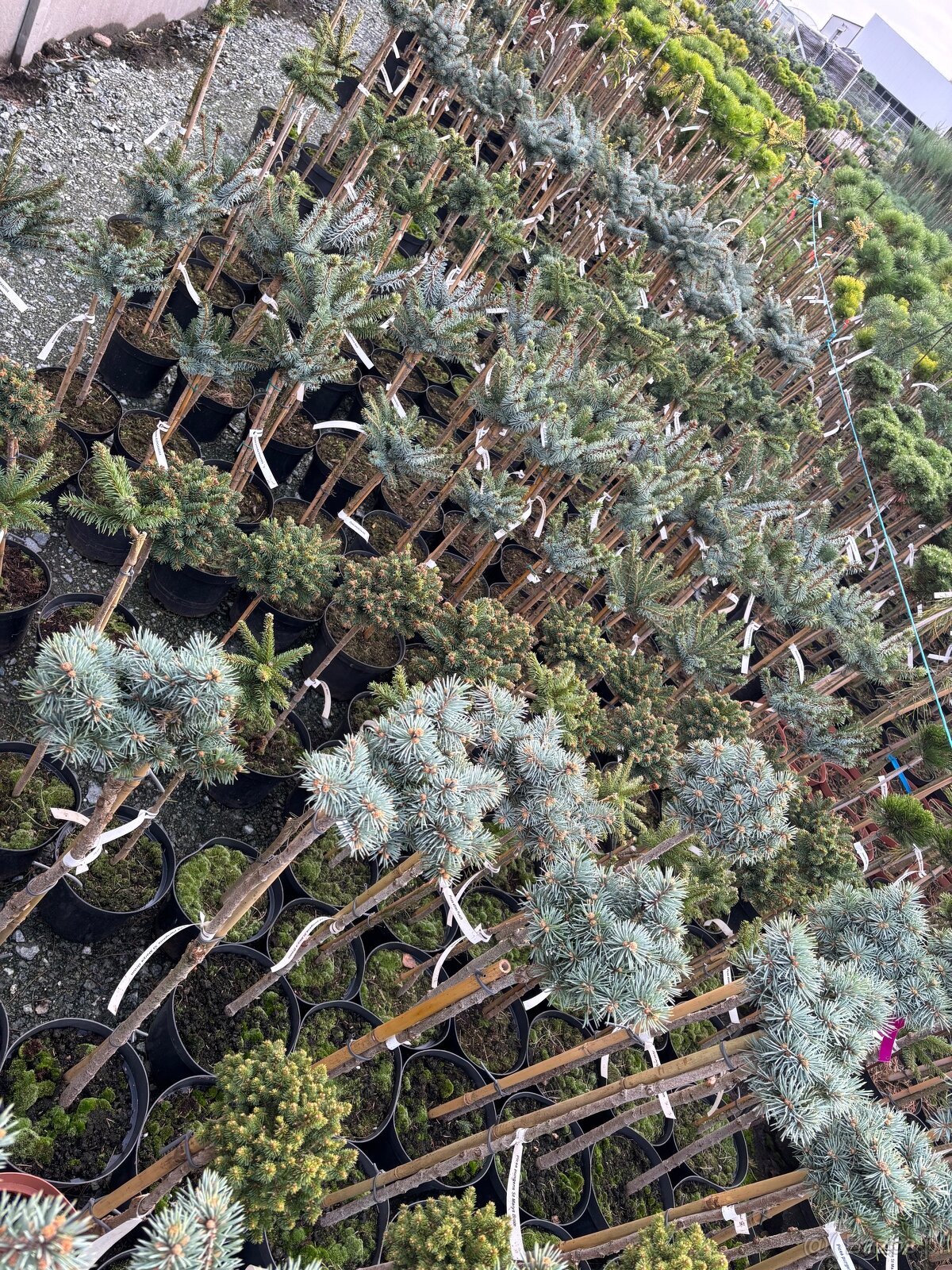 Sosny Świerki c5 /c7,5 hurt - 6