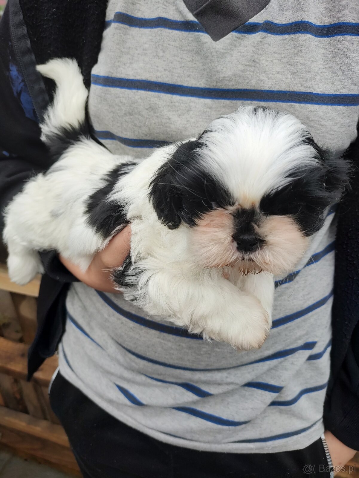 Suczka Shih-tzu - 6