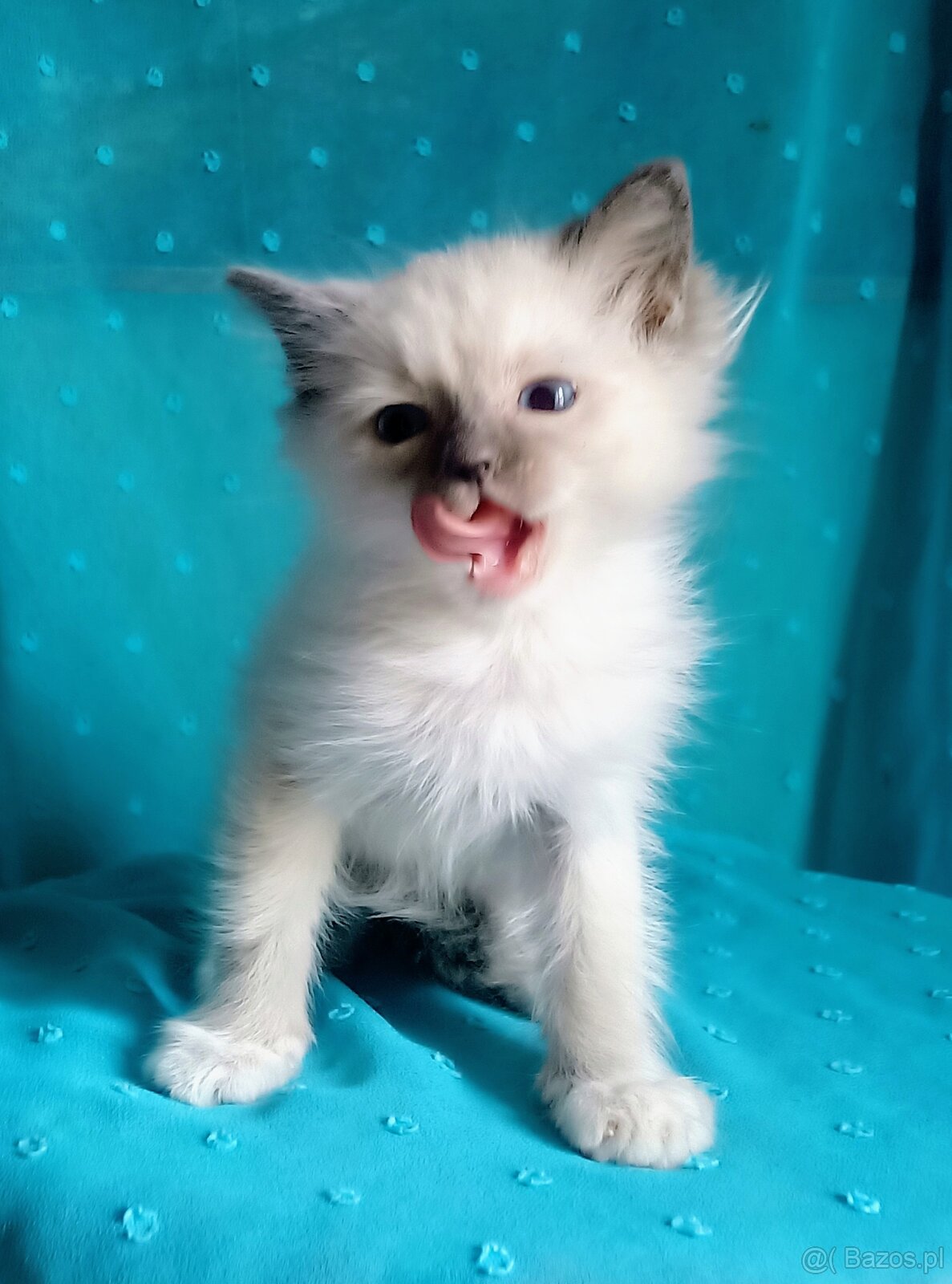 Piękny kocurek Ragdoll z rodowodem i wyprawką - 6