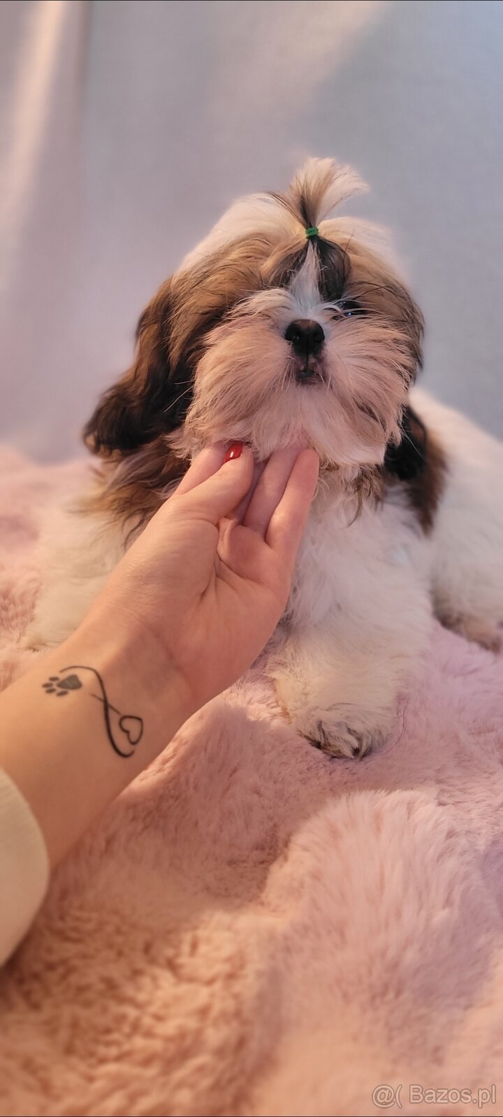Piesek Shih Tzu - 6