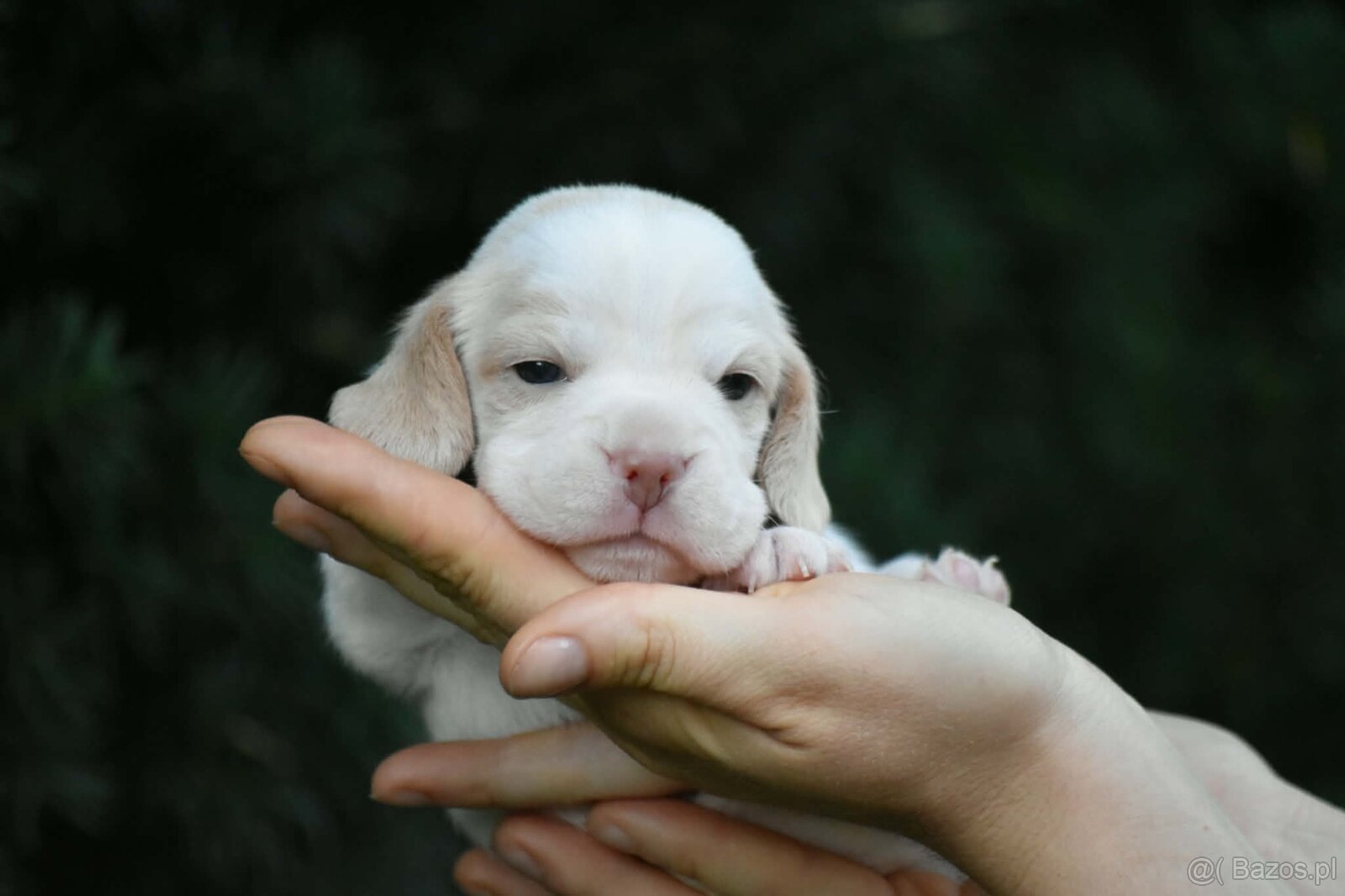 Beagle s PP (FCI) - 6