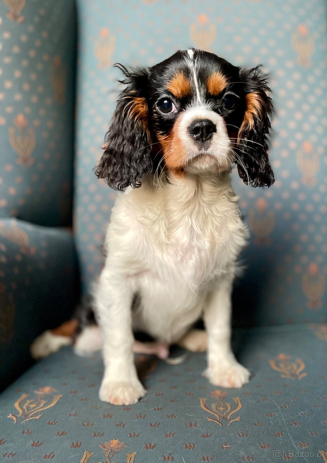 Cavalier King charles spaniel - 6