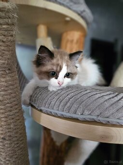 Kocięta Ragdoll - 6