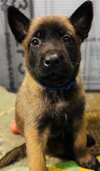 Owczarki belgijskie malinois - 6