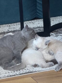 Kotki rasowe point - 6